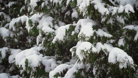 Branches of spruce covered with snow in winter Video stock 253261641