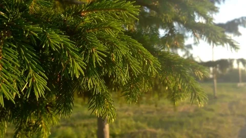 Branches of spruce Stock Footage 77277502