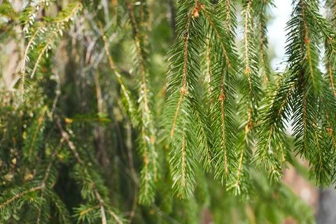 Branches of spruce growing in the forest. The Stock Photos