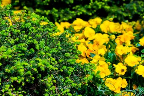 Branches of spruce or conifer background Stock Photos