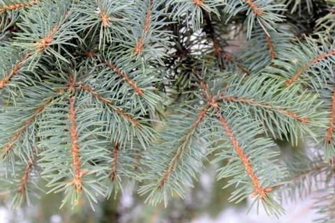 The branches of spruce Stock Photos