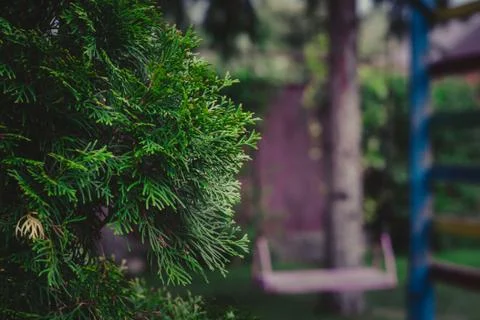 Branches of spruce Stock Photos