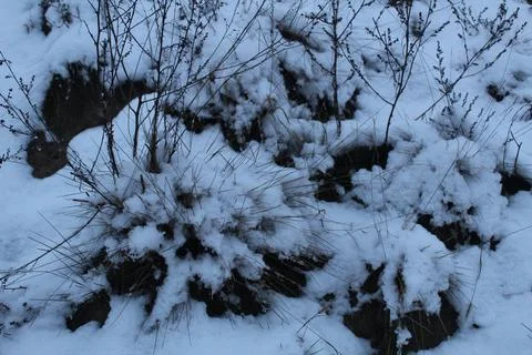 Branches of spruce pine covered with snow snow. winter landscape Stock Photos