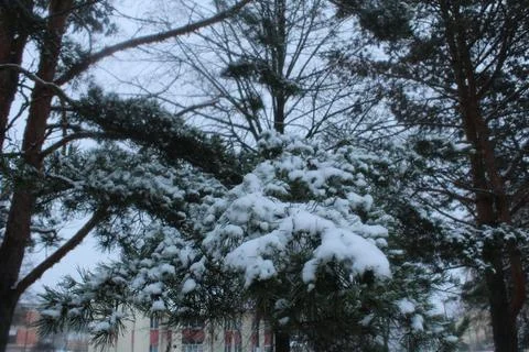 Branches of spruce pine covered with snow snow. winter landscape Stock Photos