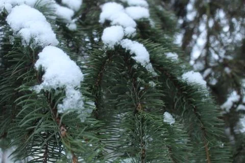 Branches of spruce pine covered with snow snow. winter landscape Stock Photos