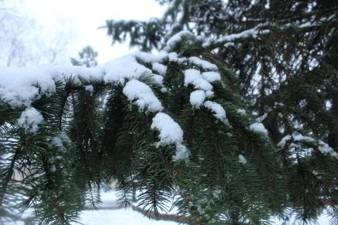 Branches of spruce pine covered with snow snow. winter landscape Stock Photos