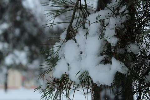Branches of spruce pine in the snow. winter landscape trees in the park Stock Photos