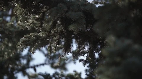 Branches spruce shakes the wind. Spring Stock Footage 107726697