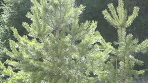 Branches of spruce in the sun. wind develops a spruce tree Stock Footage 91524833