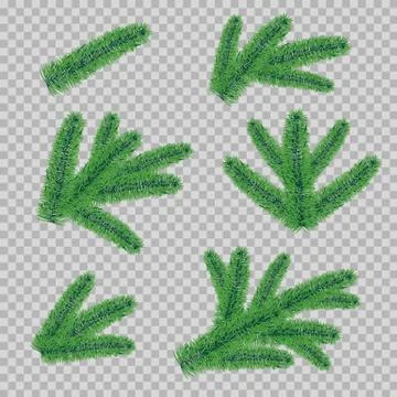 Branches of spruce on transparent background. Collection of pine branches. Stock Illustration