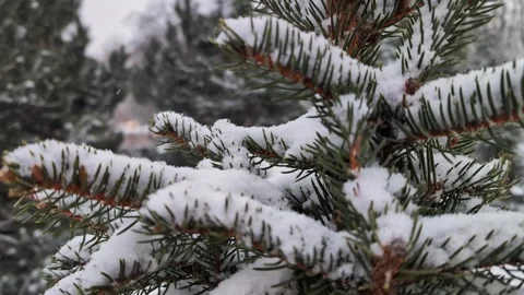 The branches of a spruce tree covered with snow in winter Stock Footage 263232348
