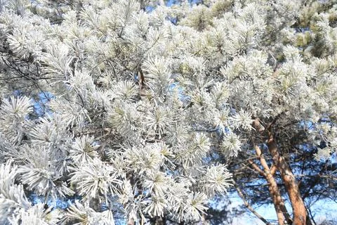 Branches of a spruce tree with needles covered with snow frosty day Stock Photos