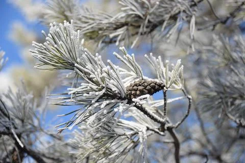Branches of a spruce tree with needles covered with snow frosty day Stock Photos