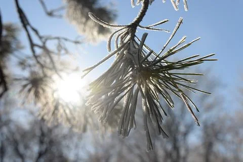 Branches of a spruce tree with needles covered with snow frosty day Stock Photos
