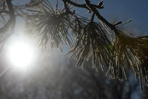 Branches of a spruce tree with needles covered with snow frosty day Stock Photos