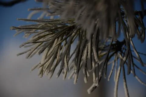 Branches of a spruce tree with needles covered with snow frosty day Stock Photos