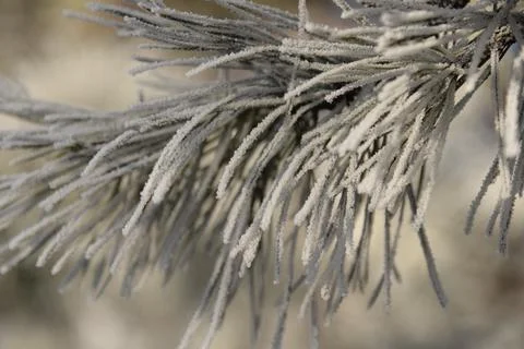 Branches of a spruce tree with needles covered with snow frosty day Stock Photos