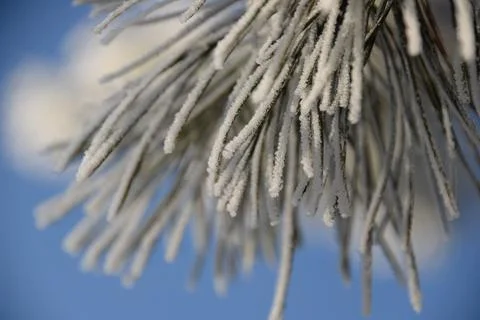 Branches of a spruce tree with needles covered with snow frosty day Stock Photos
