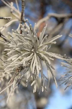 Branches of a spruce tree with needles covered with snow frosty day Stock Photos