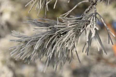 Branches of a spruce tree with needles covered with snow frosty day Stock Photos