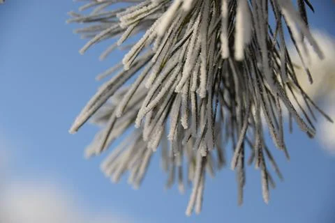 Branches of a spruce tree with needles covered with snow frosty day Foto stock