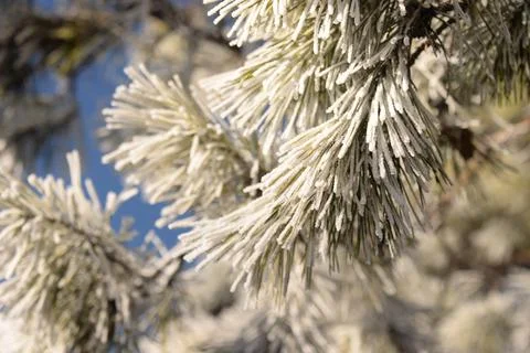Branches of a spruce tree with needles covered with snow frosty day Stock Photos
