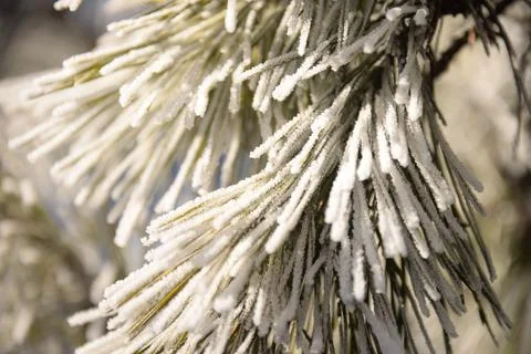 Branches of a spruce tree with needles covered with snow frosty day Stock Photos