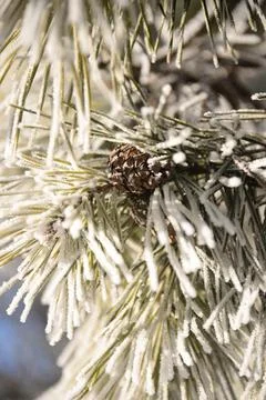 Branches of a spruce tree with needles covered with snow frosty day Stock Photos