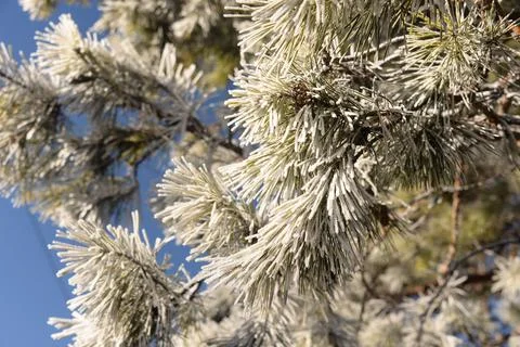 Branches of a spruce tree with needles covered with snow frosty day Stock Photos