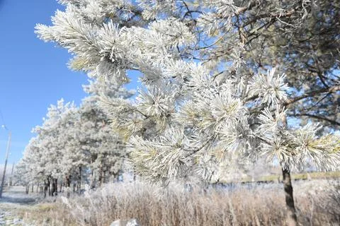 Branches of a spruce tree with needles covered with snow frosty day Stock Photos