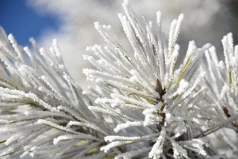 Branches of a spruce tree with needles covered with snow frosty day Stock Photos