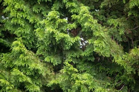 The branches of a spruce tree Stock Photos