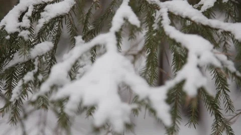 Branches of spruce trees in the snow Stock Footage 86394110