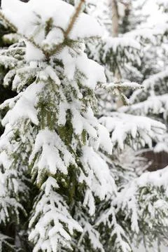 Branches of spruce under a layer of snow. Seasonal Stock Photos