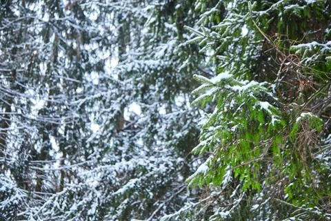 Branches of spruce. view from below. winter forest Stock Photos
