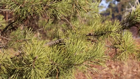 Branches of a spruce in the wind. Forest Stock Footage 167743365