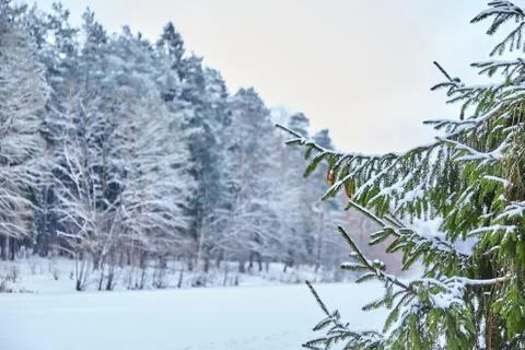 Branches of spruce. winter forest Stock Photos