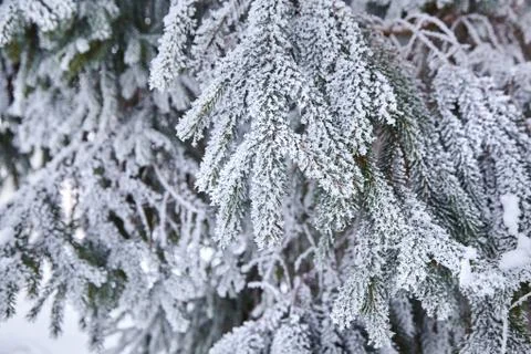 Branches of spruce. winter forest Stock Photos