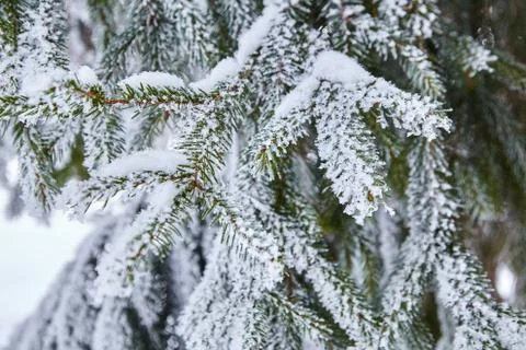 Branches of spruce. winter forest Stock Photos