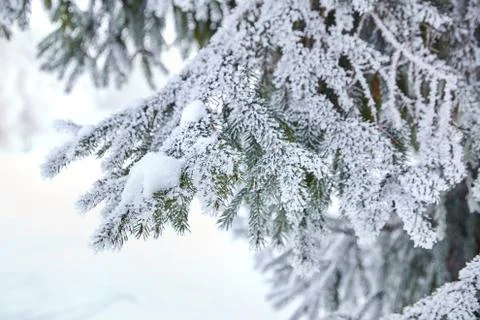 Branches of spruce. winter forest Stock Photos