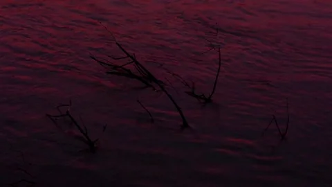 Branches stick out of a pink river Stock Footage 79980939