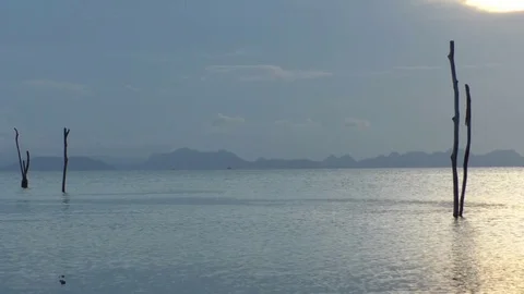 The branches stick out in the water at sunset Stock Footage 71763619
