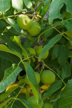 Branches with still green walnuts on a walnut Stock Photos
