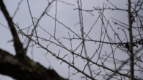 Branches in a stormy sky in HD. 動画素材 125423030