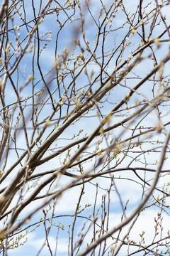 Branches stretch across the scene with small buds forming in early spring. Th Stock Photos