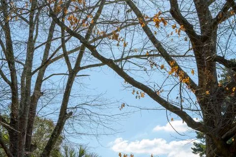 Branches stretch upward, framing a bright blue sky Stock Photos