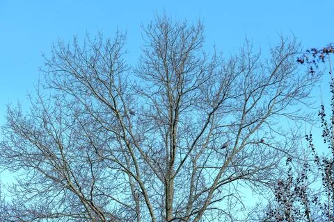 Branches stretch wide against a clear blue sky Stock Photos