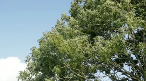 Branches in Strong Wind Stock Footage 12337872