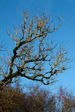 Branches - structure Photos