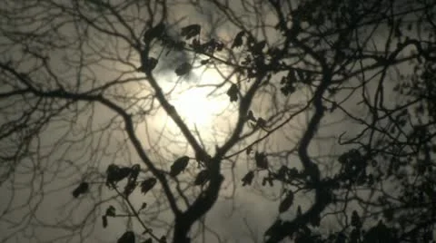 Branches, Sun And Clouds Vídeo Stock 10917223